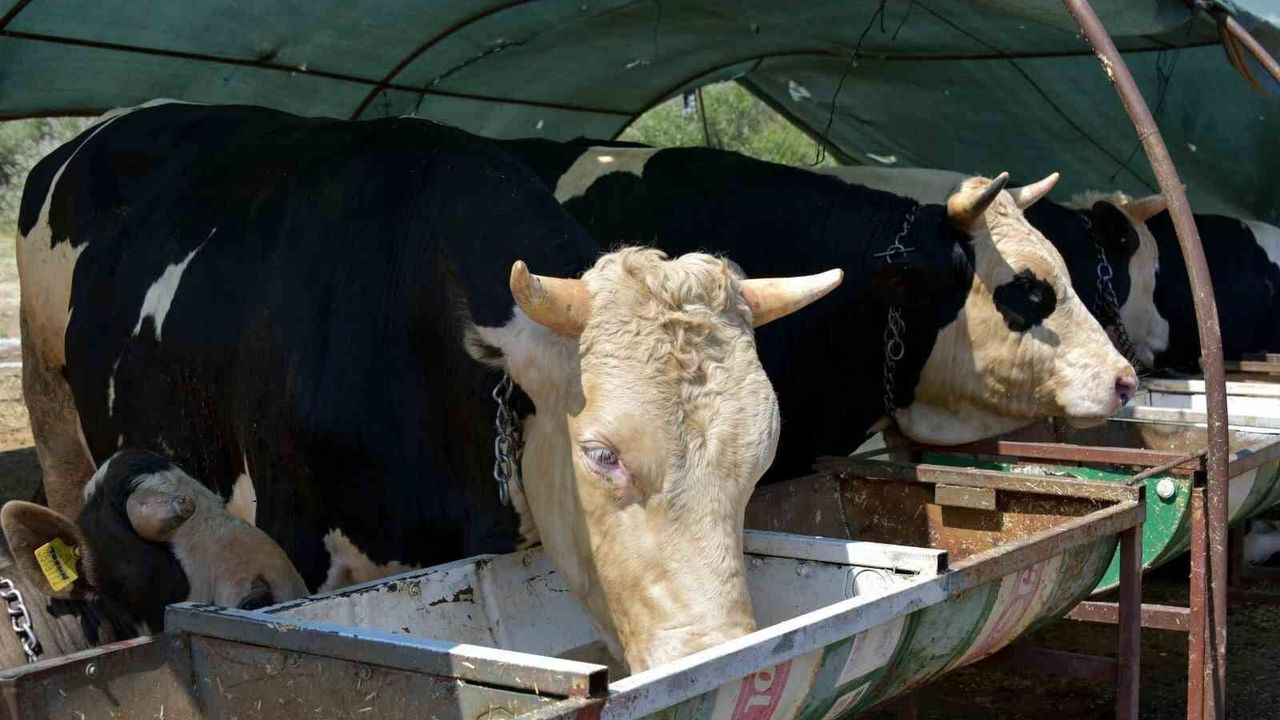 Aliağa kurban kesim fiyatları tarifesi belli oldu