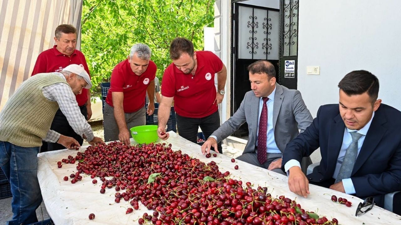 Honaz'da kiraz hasadı başladı