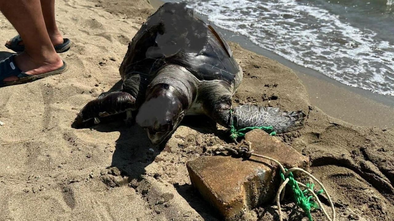 İzmir'de yüzgecine taş bağlanarak öldürülen kaplumbağa kıyıya vurdu