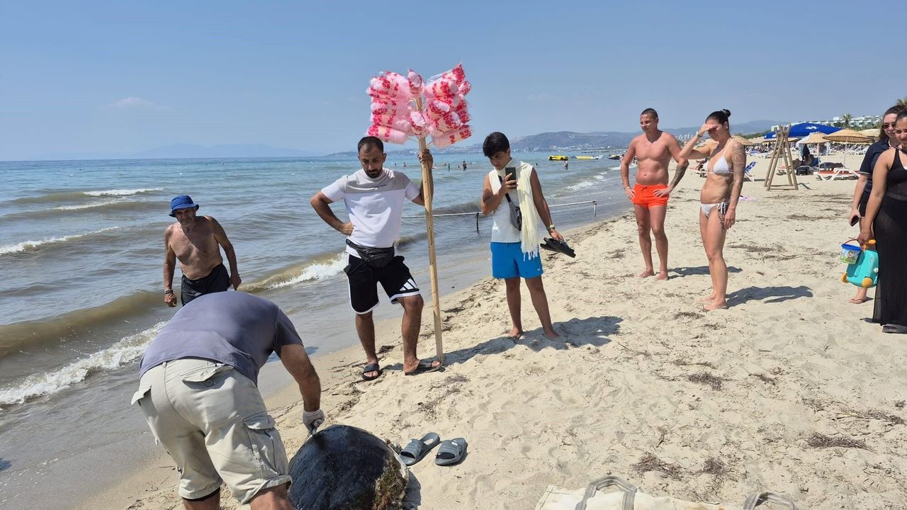Kuşadası'nda üreme dönemindeki caretta carettalar öldü