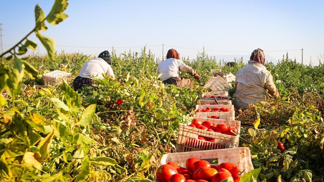 Büyükşehir’den domates ve çilek üreticisine iklim zırhı