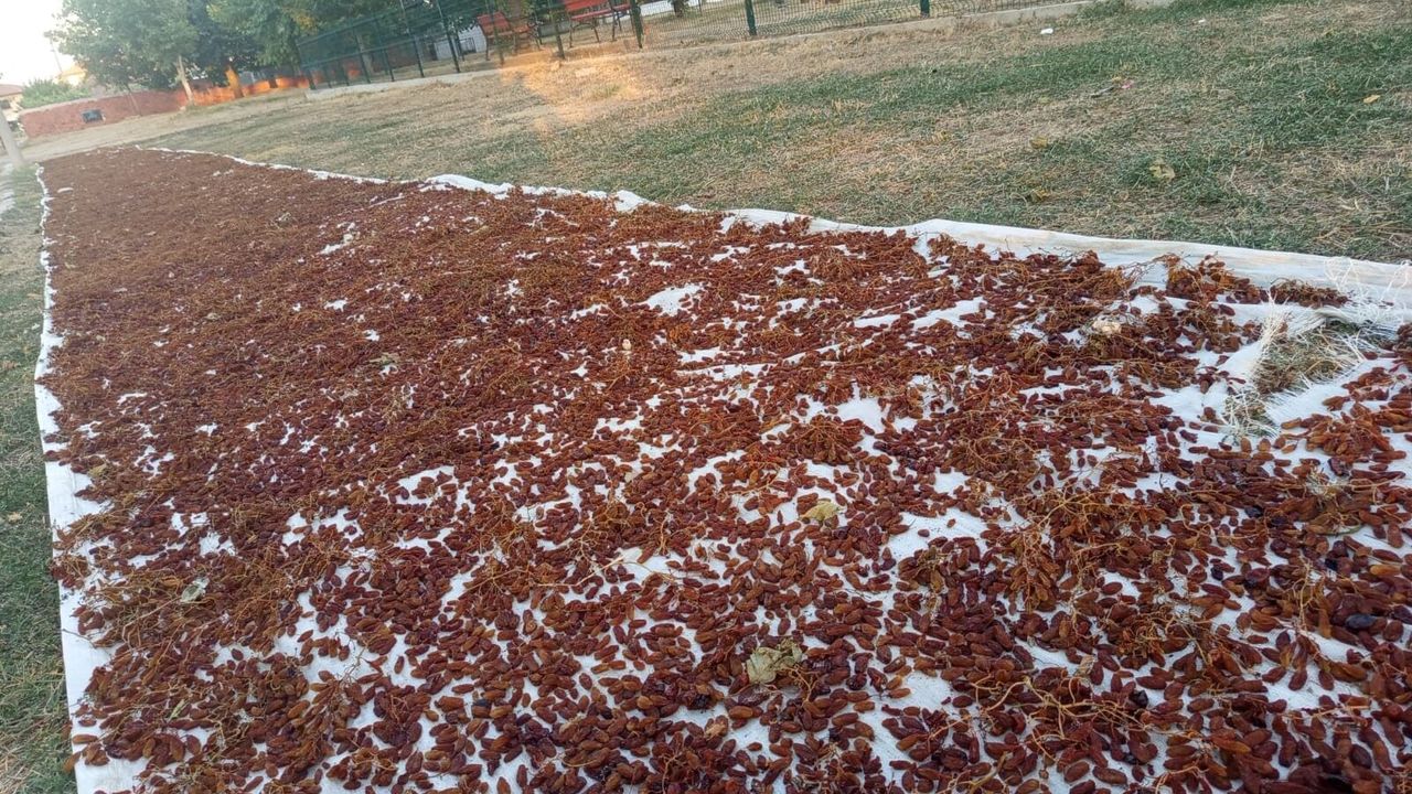 Sarıgöl'de rekor sıcaklar ilk kuru üzümü erkenden indirdi