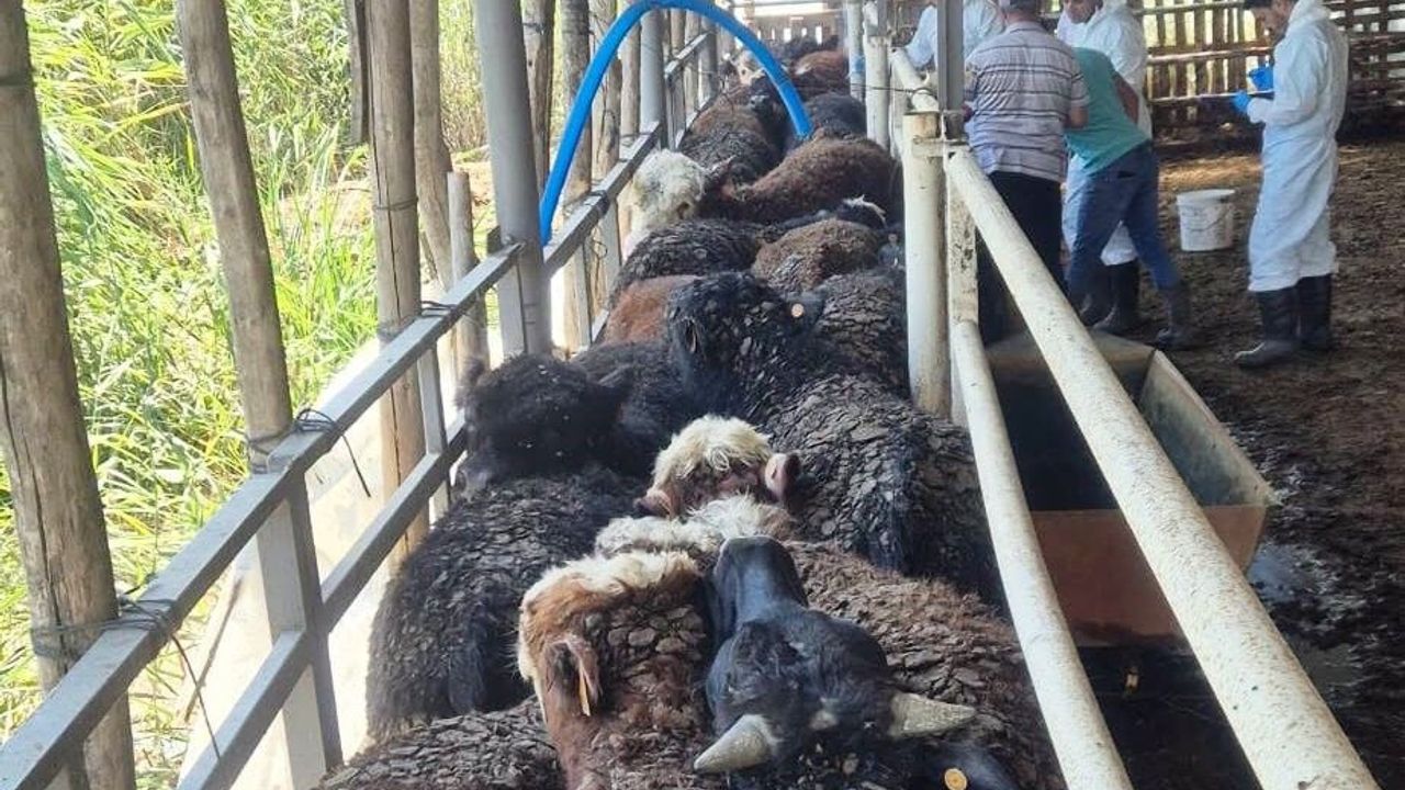 Kütahya Simav'a Uruguay'dan ithal besi sığırı sevk edildi