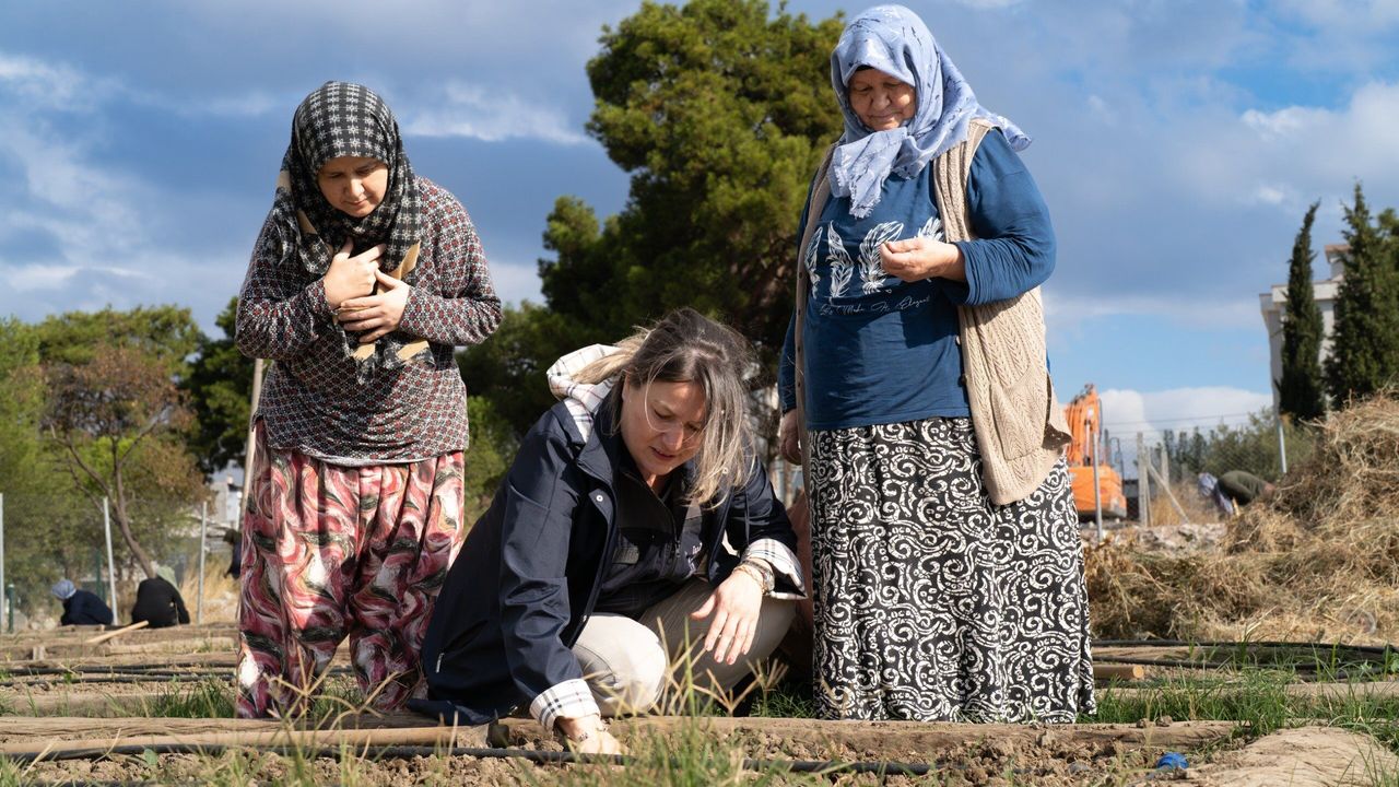 Mahalle Bostanlarında kışlık sebzeler toprakla buluşuyor