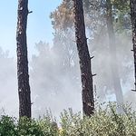Bayındır'daki orman yangını kontrol altına alındı