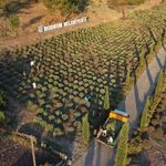 Bodrum Belediyesi Tarım Kampı'nın ikinci dönemi tamamlandı