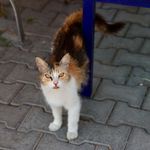 Buca’da can dostlar için yuva seferberliği sürüyor