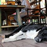 Restoran ve kafelerde hayvan yasağı taslağına tepkiler çığ gibi: Dilsiz evlatlarımızdan ne istiyorsunuz?