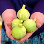 Menemen’de festival heyecanı: Bozalan İnciri vatandaşlarla buluşuyor!