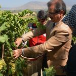 Salihli'de sultani çekirdeksiz üzüm hasadı başladı