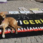 ‘Yasa’ çıktı, nefret tırmandı: İzmir’de köpeklere av tüfeğiyle saldırı!