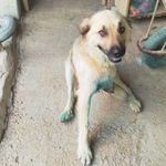 Vicdanlar bir kez daha yaralandı! Saldırıya uğrayan köpek sakat kaldı