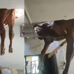 Aydın'da hayret veren olay: Evin çatısına boğa düştü!