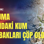 Çeşme'de skandal: Koruma altındaki kum zambakları çöp oldu!