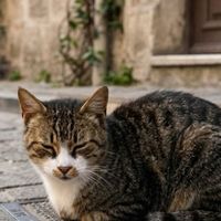 Çevre