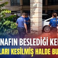Ege