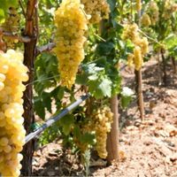 Ege