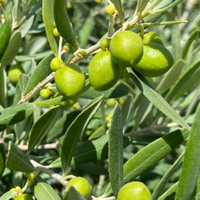 Ege