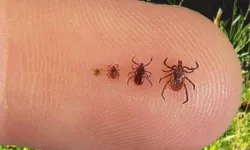 Kene can almaya devam ediyor! KKKA'dan ölenlerin sayısı 7 oldu