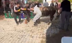 Kütahya'da kurbanlık tosun olay çıkardı!