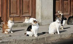 Vicdansızlığın böylesi! Buca'da 24 kedi işkenceyle öldürüldü