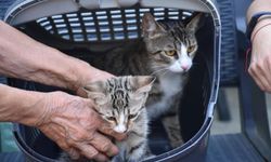 6 milyonda 1 görülen mucize! Erkek sandıkları kedi doğum yaptı