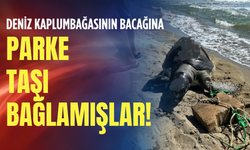 Deniz kaplumbağasının bacağına parke taşı bağlamışlar!