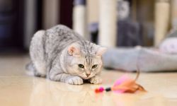 Kedi ve köpekle vakit geçirmek stresi azaltmıyor mu? İşte kedilerle ilgili şoke eden detay