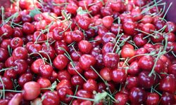 Salihli Kirazı’na “sürdürülebilirlik” denetimi