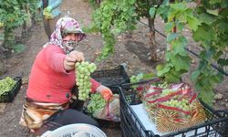 Bağlarda serbest piyasa kontrolden çıktı: Üreticiden 'Fahiş işçilik' isyanı