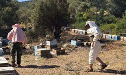 Muğla Datça'da korkutan yangın!