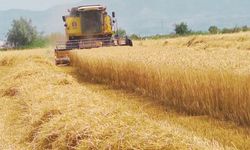 Hububatta yeni kriz: Enflasyon baskısıyla çiftçinin geliri daha da eriyecek!