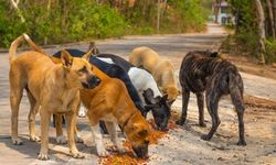 Sokak köpekleri için tarih verildi! Bakan Çiftçi: 'Uygulamadan geri adım atılmayacak'