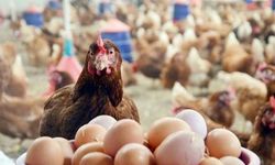 Suriye'den Türk kanatlı sektörüne ithalat freni