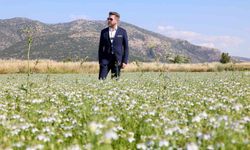 Tavas’ta karacaot ekiminde verimlilik testi yapılıyor