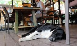 Milyonları ilgilendiren karar: Restoran ve kafelere evcil hayvan girişi tamamen yasaklanıyor mu?