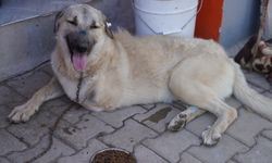 Seferihisar'ın mucize köpeği Yaman'a yurt dışından sıcak yuva