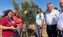 Buldan’da zeytin sineğine karşı fenomen tuzak dağıtıldı