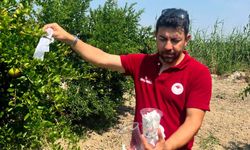 Zararlılarla doğal mücadelede 10 bin yararlı böcek salındı