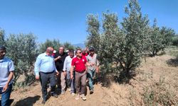 Zeytin, artık çevre dostu yöntemlerle korunacak