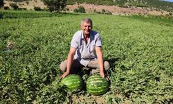 Denizli’nin lezzet simgesi Dodurga Karpuzu tezgâhlara indi