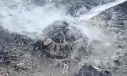 Alevlerin arasından kurtarılan kaplumbağayı suyla serinlettiler!