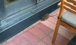 Alsancak’ta fare alarmı! Splinter Usta İzmir'de görüldü, hijyen tartışmaları alevlendi