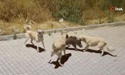 Kangalların saldırdığı yaban domuzunun imdadına sürüsü böyle yetişti!
