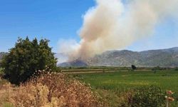 Aydın'da zirai alan yangını! Havadan ve karadan müdahale ediliyor