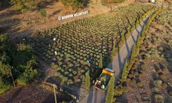 Bodrum Belediyesi Tarım Kampı'nın ikinci dönemi tamamlandı