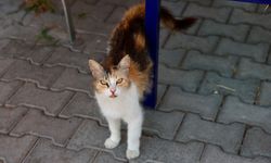 Buca’da can dostlar için yuva seferberliği sürüyor