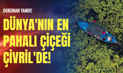 Dünya'nın en pahalı çiçeği Çivril'de! Dokunan yandı!