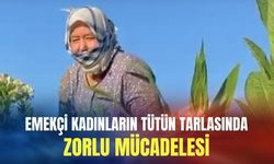 Emekçi kadınların tütün tarlasında zorlu mücadelesi