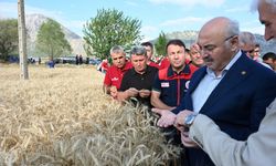 Denizli’de Yerli ve Milli Hububat Çeşitlerinden Rekor Verim